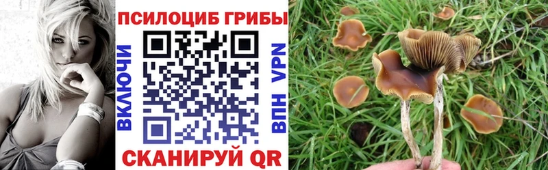 закладка  Катав-Ивановск  Галлюциногенные грибы Psilocybe 